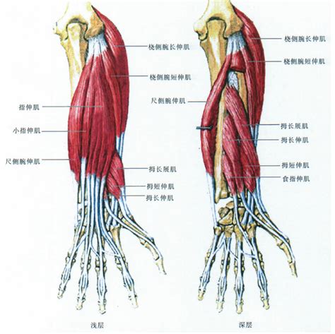 左手前臂